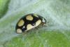 Oenopia lyncea